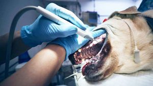 دستگاه جرمگیری مناسب حیوانات خانگی | دستگاه جرمگیری دندان پت
